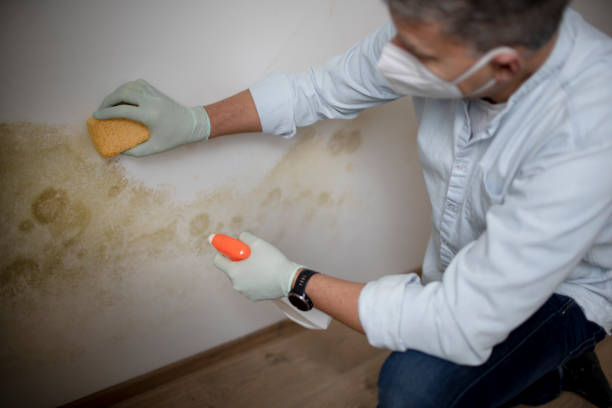 Best Mold Testing and Inspection Services in Tiburon, CA