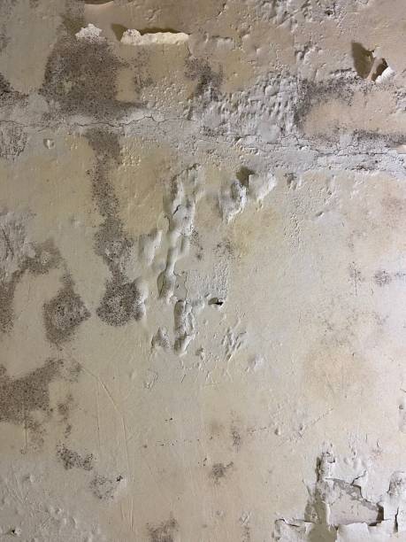 Best Preventive Mold Services in Tiburon, CA